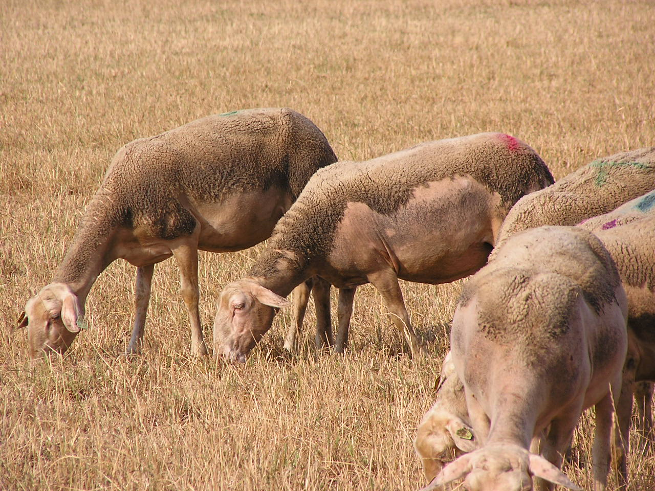 ウールのこだわり